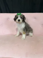 Akc Clear 🧬 Tested Blue Merle Phantom Parti 🩷, a female Poodle - Miniature  for sale in Campbell, TX – 10 of 10