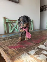 Akc Clear 🧬 Tested Blue Merle Phantom 💙, a male Poodle - Miniature  for sale in Campbell, TX – 7 of 10