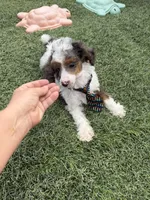 Akc Clear 🧬 Tested Blue Merle Phantom Parti Boy- Carries Brown, a male Poodle - Miniature  for sale in Campbell, TX – 6 of 10