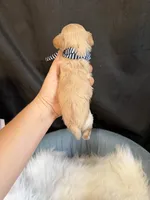 Maltipoo Boy! Blue Tie 💙, a male Maltipoo for sale in Campbell, TX – 4 of 10