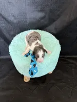 Akc Clear 🧬 tested Blue Merle Phantom Parti Boy Blue Tie, a male Poodle - Miniature  for sale in Campbell, TX – 8 of 10