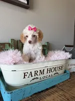 Akc Clear 🧬 Tested Chocolate Phantom Parti 🩷, a female Poodle - Miniature  for sale in Campbell, TX – 10 of 10