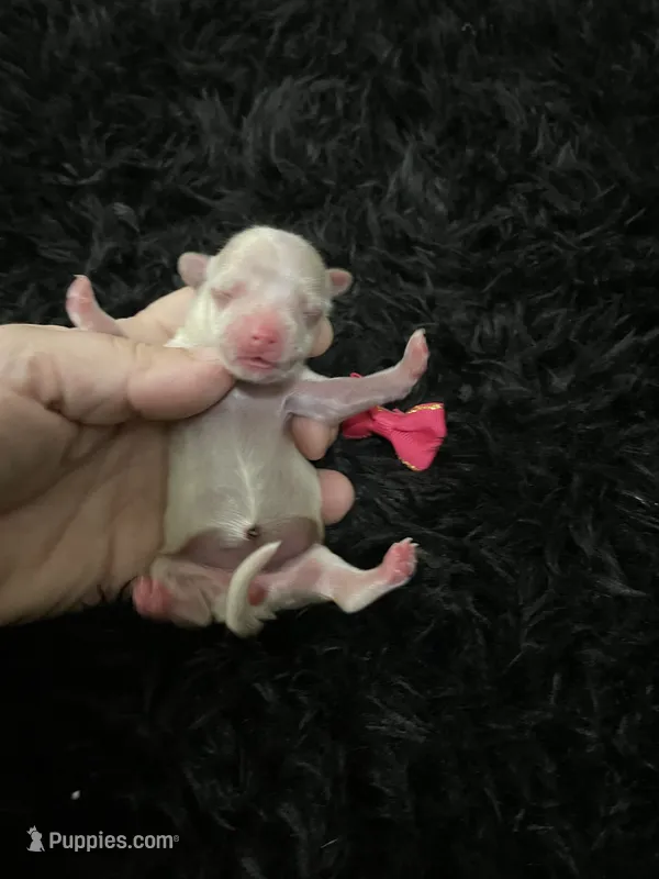 Maltipoo! Pink Bow! Girl! 🩷 – Maltipoo puppy for sale in Campbell, TX