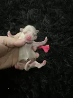 Maltipoo! Pink Bow! Girl! 🩷, a female Maltipoo for sale in Campbell, TX – 1 of 9