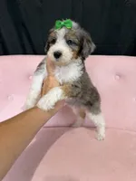 Akc Clear 🧬 Tested Blue Merle Phantom Parti 🩷, a female Poodle - Miniature  for sale in Campbell, TX – 7 of 10