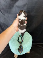 Akc Clear 🧬 Chocolate Phantom Parti Boy, a male Poodle - Miniature  for sale in Campbell, TX – 10 of 10