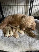 Maltipoo Girls! 3 available! , a female Maltipoo for sale in Campbell, TX – 10 of 10