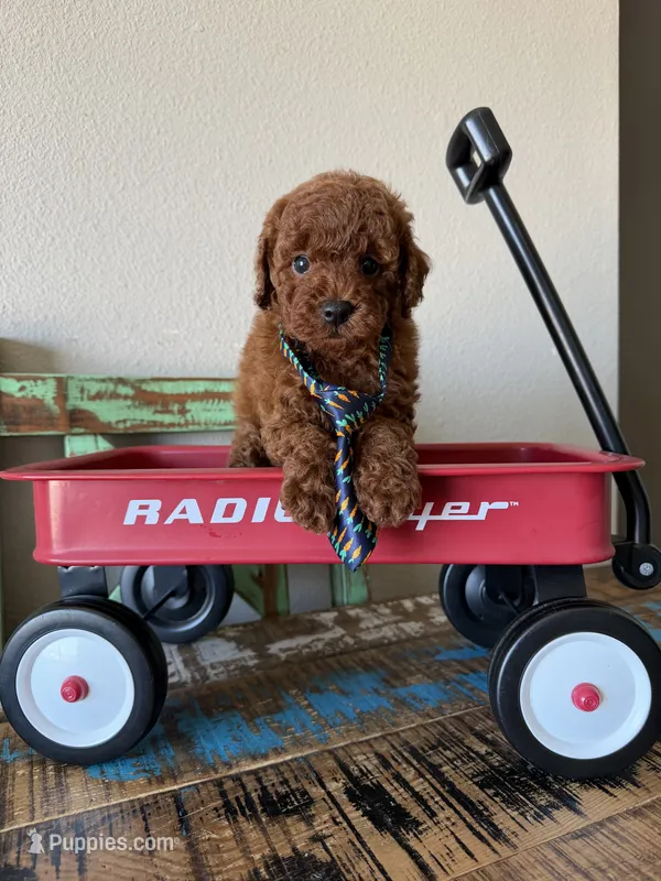 Akc Red Poodle Boy 💙 – Poodle - Toy  puppy for sale in Campbell, TX