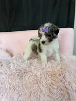 Akc Clear 🧬 Tested Blue Merle Phantom Parti 🩷, a female Poodle - Miniature  for sale in Campbell, TX – 4 of 10