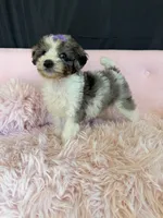 Akc Clear 🧬 Tested Blue Merle Phantom Parti 🩷, a female Poodle - Miniature  for sale in Campbell, TX – 3 of 10