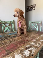Akc 🧬 Clear Bred the Color Red Boy, a male Poodle - Miniature  for sale in Campbell, TX – 2 of 6