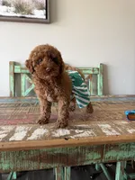 Akc Clear 🧬 Tested Red Poodle Boy 💙 bb, a male Poodle - Toy  for sale in Campbell, TX – 10 of 10