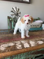 Akc Clear 🧬 Tested Chocolate Phantom Parti 🩷, a female Poodle - Miniature  for sale in Campbell, TX – 7 of 10