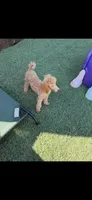 Akc Clear 🧬 Tested Red Phantom bb 💙- Small Moyen, a male Poodle - Standard  for sale in Campbell, TX – 5 of 10