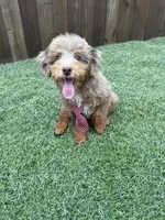 Akc Clear Chocolate Phantom Merle, a male Poodle - Miniature  for sale in Campbell, TX – Photo 7 of 10