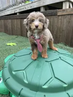 Akc Clear Chocolate Phantom Merle, a male Poodle - Miniature  for sale in Campbell, TX – Photo 5 of 10