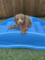 Akc Clear Chocolate Phantom Merle, a male Poodle - Miniature  for sale in Campbell, TX – Photo 8 of 10