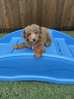 Akc Clear Chocolate Phantom Merle, a male Poodle - Miniature  for sale in Campbell, TX – Photo 6 of 10