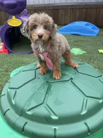 Akc Clear Chocolate Phantom Merle, a male Poodle - Miniature  for sale in Campbell, TX – Photo 10 of 10