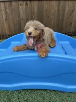 Akc Clear Chocolate Phantom Merle, a male Poodle - Miniature  for sale in Campbell, TX – Photo 4 of 10