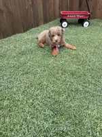 Akc Clear Chocolate Phantom Merle, a male Poodle - Miniature  for sale in Campbell, TX – Photo 9 of 10