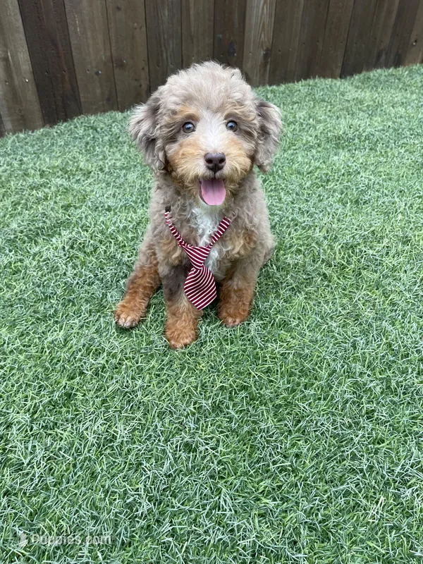 Akc Clear Chocolate Phantom Merle, a male Poodle - Miniature  for sale in Campbell, TX – Photo 1 of 10