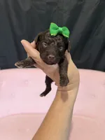 Akc Clear 🧬 tested Chocolate Phantom 🩷, a female Poodle - Miniature  for sale in Campbell, TX – 8 of 10
