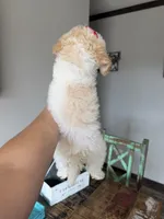 Akc Clear 🧬 Tested Chocolate Phantom Parti 🩷, a female Poodle - Toy  for sale in Campbell, TX – 2 of 10