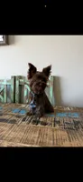 KB Chocolate Boy Rocky, a male Yorkshire Terrier for sale in Campbell, TX – 5 of 9