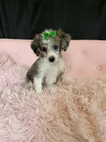 Akc Clear 🧬 Blue Merle Phantom Parti 🩷, a female Poodle - Miniature  for sale in Campbell, TX – 7 of 10
