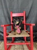 Akc Tiny Black Phantom Boy 💙, a male Poodle - Toy  for sale in Campbell, TX – 2 of 10