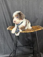 Akc Clear 🧬 Tested Blue Merle Phantom Parti 💙, a male Poodle - Miniature  for sale in Campbell, TX – 4 of 10