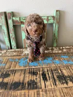 Akc Clear 🧬 Tested Chocolate Merle Phantom 💙, a male Poodle - Miniature  for sale in Campbell, TX – 3 of 10