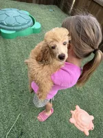 Akc Clear 🧬 Red b/b Phantom Small Moyen, a male Poodle - Standard  for sale in Campbell, TX – 3 of 10