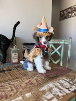 Akc Clear 🧬 Tested Blue Merle Phantom Parti- Carries Brown, a male Poodle - Miniature  for sale in Campbell, TX – 2 of 10