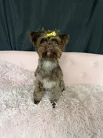 KB Chocolate Yorkie 🩷, a female Yorkshire Terrier for sale in Campbell, TX – 2 of 10
