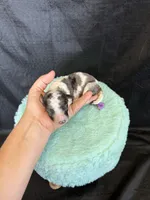 Akc Clear 🧬 tested Blue Merle Phantom Parti Girl Purple Bow, a female Poodle - Miniature  for sale in Campbell, TX – 10 of 10