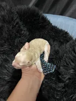 Maltipoo Boy 💙, a male Maltipoo for sale in Campbell, TX – 5 of 7