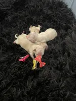 Maltipoo Girls! 3 available! , a female Maltipoo for sale in Campbell, TX – 3 of 10
