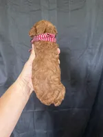Akc 🧬 Clear Red bb Boy 💙, a male Poodle - Toy  for sale in Campbell, TX – 5 of 10