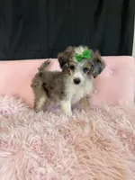 Akc Clear 🧬 Blue Merle Phantom Parti 🩷, a female Poodle - Miniature  for sale in Campbell, TX – 8 of 10