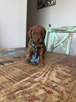 Akc Red Toy Poodle Boy, a male Poodle - Toy  for sale in Campbell, TX – 9 of 10