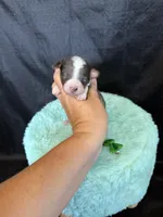 Akc Clear 🧬 tested Blue Merle Phantom Parti Girl, a female Poodle - Miniature  for sale in Campbell, TX – 5 of 10