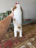 Akc Clear 🧬 Tested Chocolate Phantom Parti Girl 🩷, a female Poodle - Miniature  for sale in Campbell, TX – 10 of 10