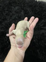 Maltipoo! Girl! Green Bow! 💚, a female Maltipoo for sale in Campbell, TX – 6 of 10