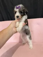 Akc Clear 🧬 Tested Blue Merle Phantom Parti, a female Poodle - Miniature  for sale in Campbell, TX – 2 of 10