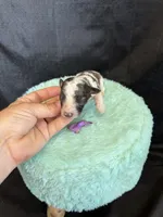 Akc Clear 🧬 tested Blue Merle Phantom Parti Girl Purple Bow, a female Poodle - Miniature  for sale in Campbell, TX – 4 of 10