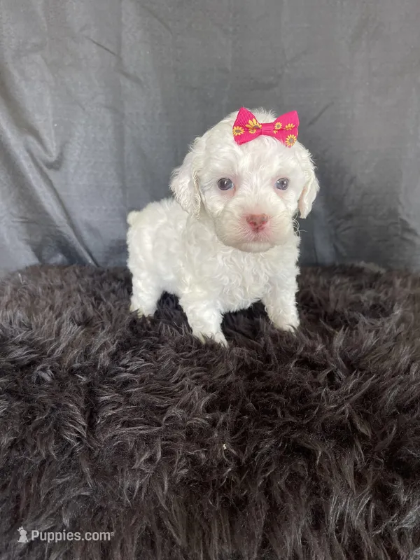 Akc Clear Brown Phantom Tri – Poodle - Miniature  puppy for sale in Campbell, TX
