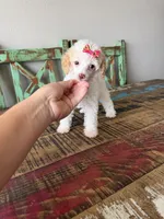 Akc Clear 🧬 Tested Chocolate Phantom Parti 🩷, a female Poodle - Miniature  for sale in Campbell, TX – 2 of 10