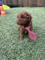 Akc 🧬 Clear Bred the Color Red Boy 💙, a male Poodle - Toy  for sale in Campbell, TX – 9 of 10